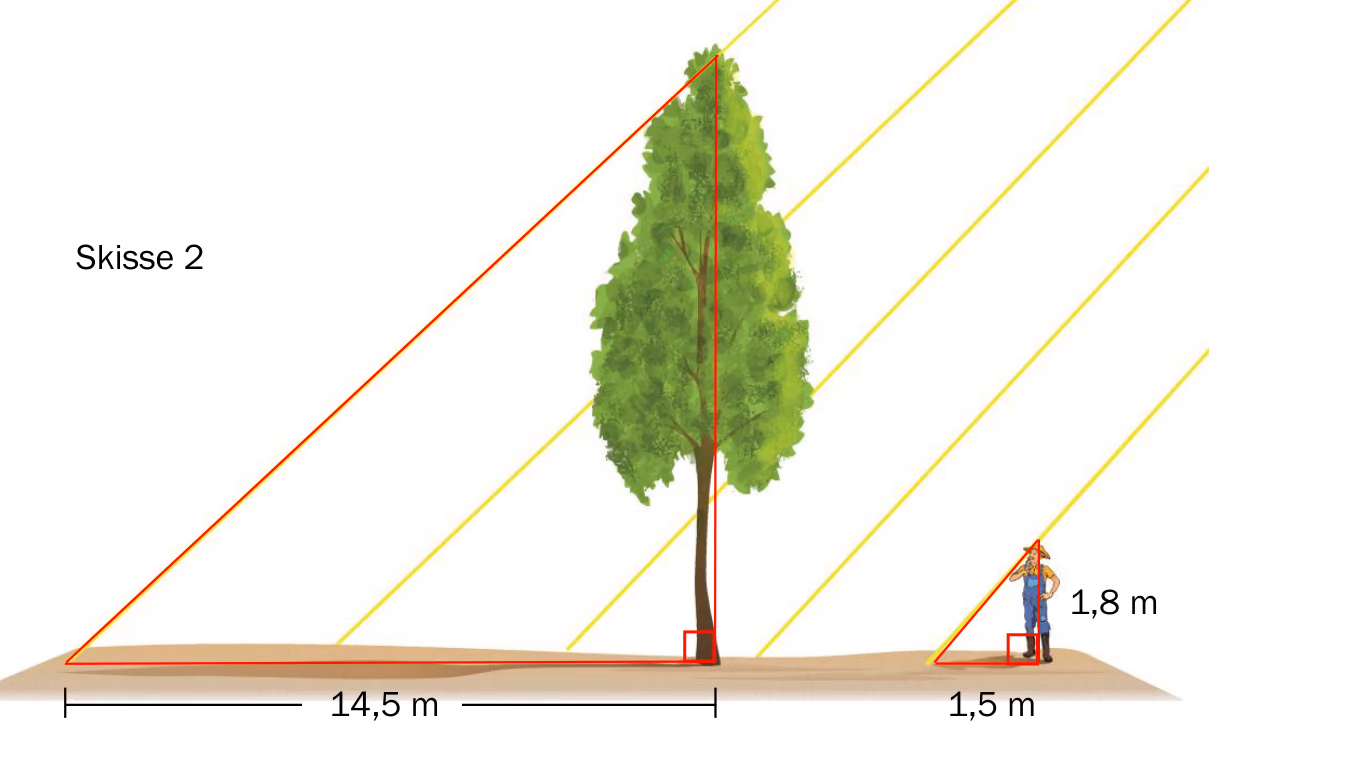 Skisse 2: Treet kaster en skygge på 14{,}5 m, og Christian, som er 1{,}8 m høy, kaster en skygge på 1{,}5 m i parallelle solstråler