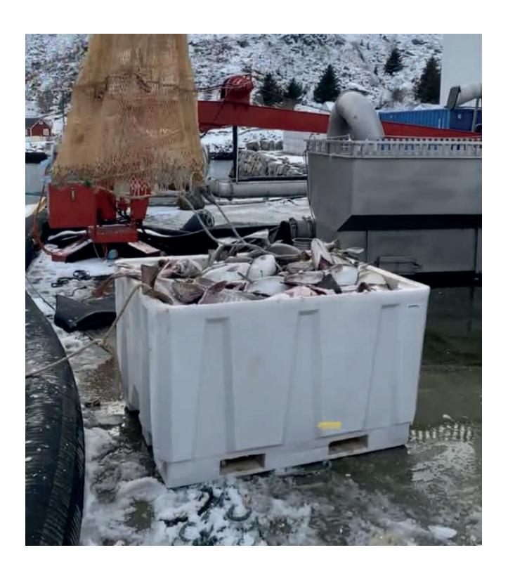 Fiskekar fylt med skrei