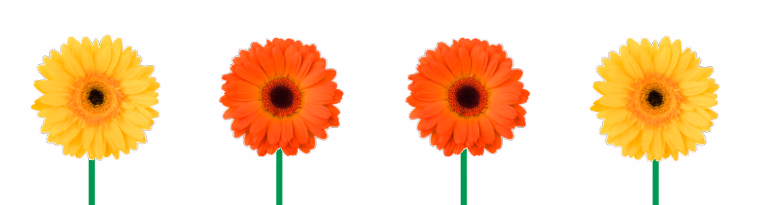Fire blomster i rekkefølge: gul, oransje, oransje, gul