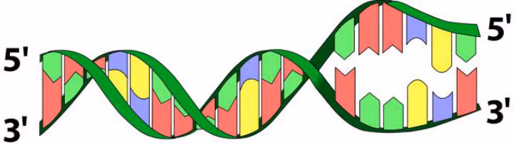 DNA-molekyl med 5'- og 3'-ender