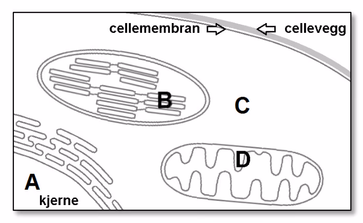 Utsnitt av en plantecelle med cellevegg, cellemembran, kjerne (A), kloroplast (B), cytoplasma (C) og mitokondrie (D)