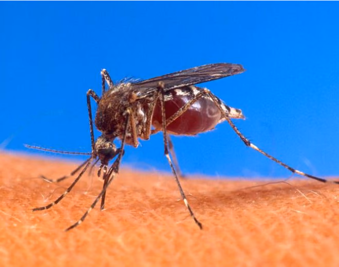 Fotografi av en Aedes aegypti-mygg som suger blod fra huden til et menneske