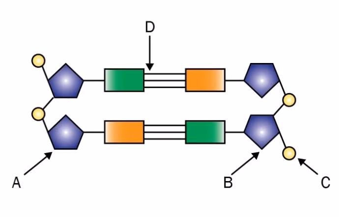 Utsnitt av et DNA-molekyl med pilene A, B, C og D