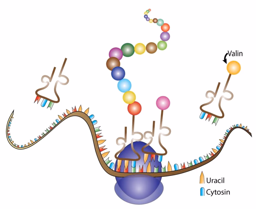 Ribosom med mRNA, tRNA-molekyler og en voksende aminosyrekjede. Et tRNA bærer valin. Uracil og cytosin har egne symboler.