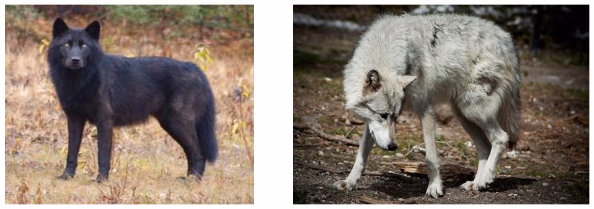 Bilde 1 og bilde 2. Ulike pelsfarger hos ulv i Nord-Amerika.