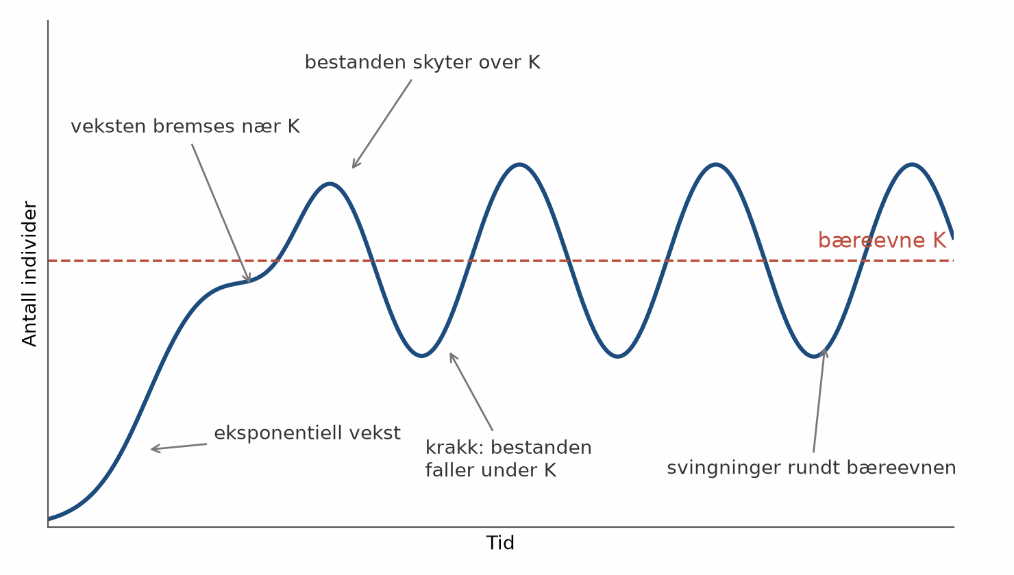 Vekstkurve for en art med bestandssvingninger: eksponentiell vekst, overskyting av bæreevnen og deretter svingninger rundt K