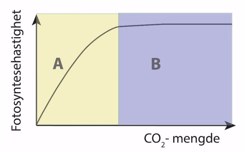Fotosyntesehastighet som funksjon av CO2-mengde, delt i område A (kurven stiger) og område B (kurven flater ut)