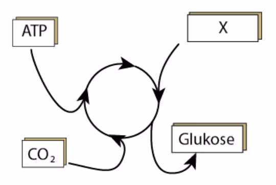 Syklus med ATP, CO2 og X inn og glukose ut