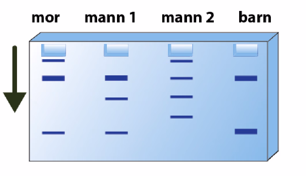 Gelelektroforese med brønner for mor, mann 1, mann 2 og barn, og en pil som viser vandringsretningen