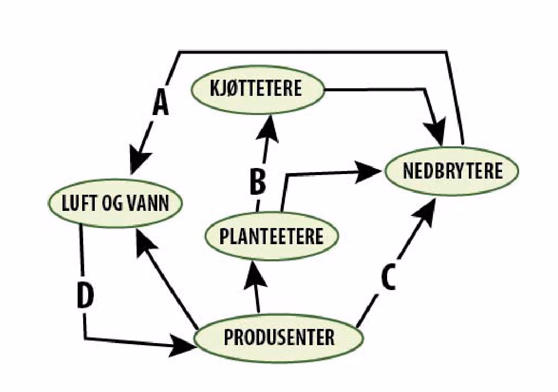 Karbonkretsløp med luft og vann, produsenter, planteetere, kjøttetere og nedbrytere, og pilene A–D