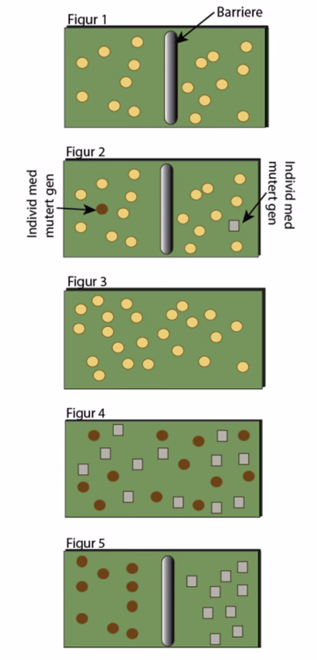 Fem figurer. Figur 1: like individer på begge sider av en barriere. Figur 2: som figur 1, men med ett individ med mutert gen på hver side. Figur 3: like individer uten barriere. Figur 4: sirkler og firkanter blandet uten barriere. Figur 5: sirkler og firkanter på hver sin side av barrieren.