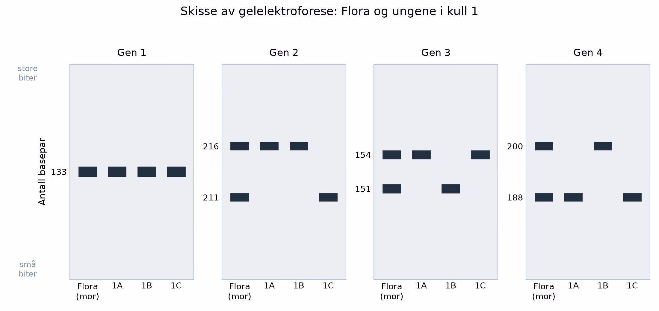 Skisse av gelelektroforese med Flora og ungene 1A, 1B og 1C i hvert av de fire genene
