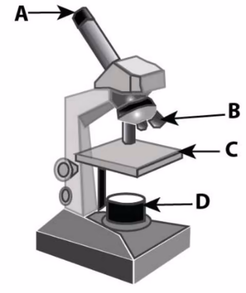 Mikroskop med pilene A, B, C og D