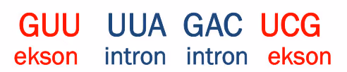 Pre-mRNA-sekvensen GUU UUA GAC UCG, der GUU og UCG er eksoner (rød skrift) og UUA og GAC er introner (blå skrift)
