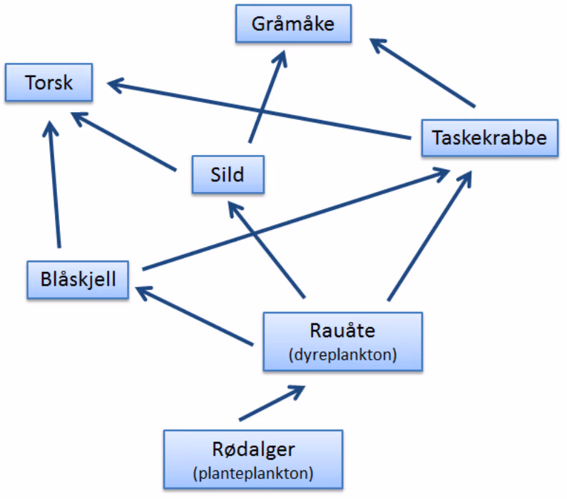 Næringsnett fra havet med rødalger (planteplankton), rauåte (dyreplankton), blåskjell, sild, taskekrabbe, torsk og gråmåke
