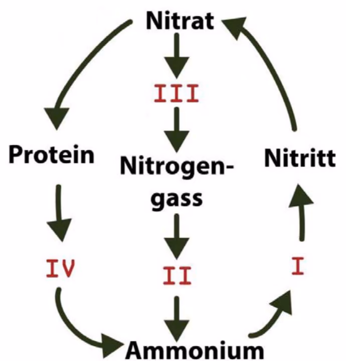 Nitrogenkretsløpet med nitrat, protein, nitrogengass, ammonium og nitritt, og trinnene I–IV