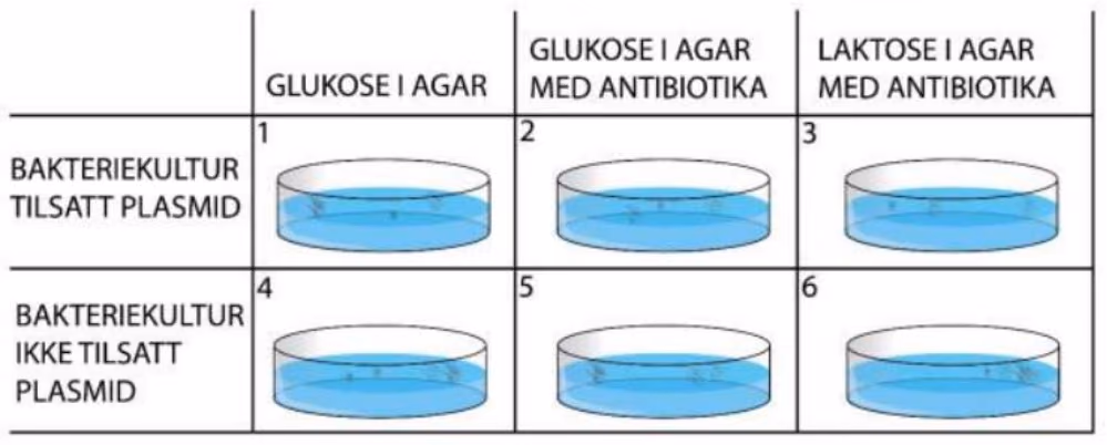 Skålene med bakteriekulturene i forsøket.