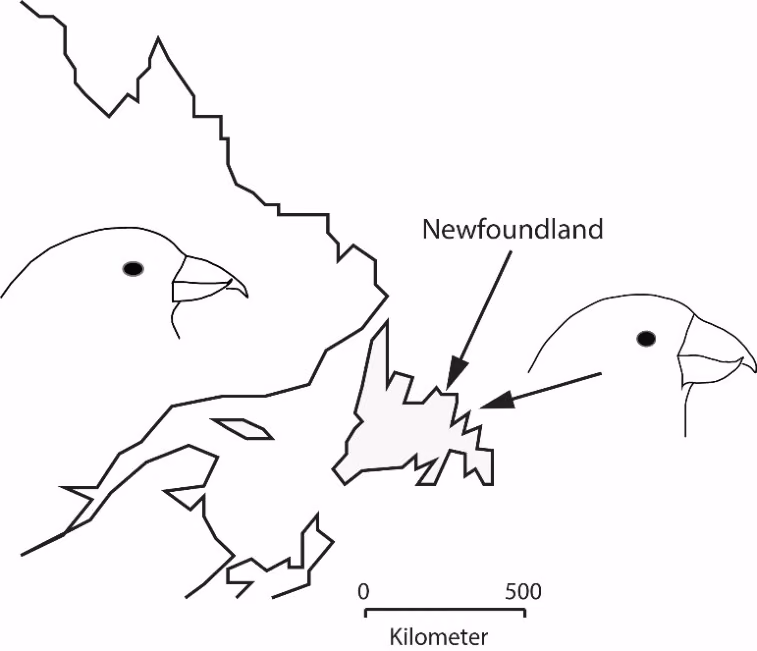 Korsnebber på fastlandet og korsnebber på øya Newfoundland (Etter Parchman TL & Benkman CW, 2002).
