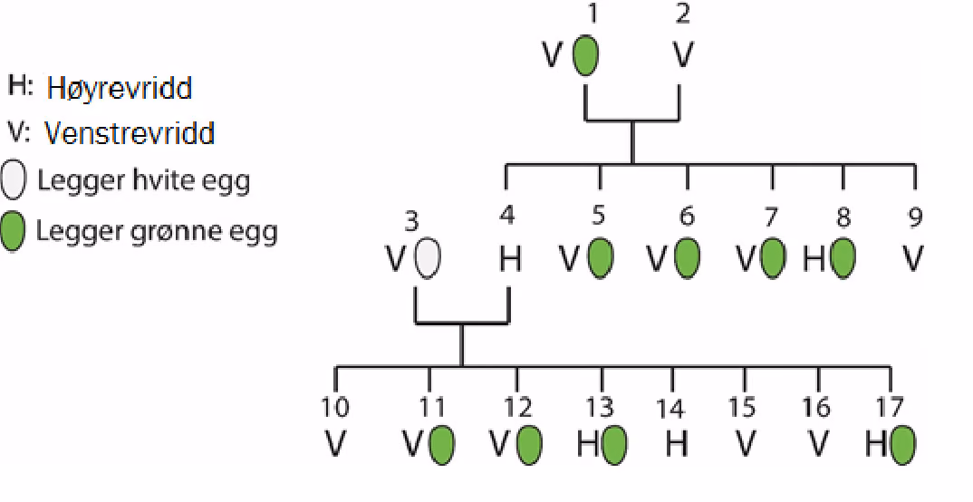 Fenotyper hos tre generasjoner korsnebber. Individer med egg er hunner, og individer uten egg er hanner.