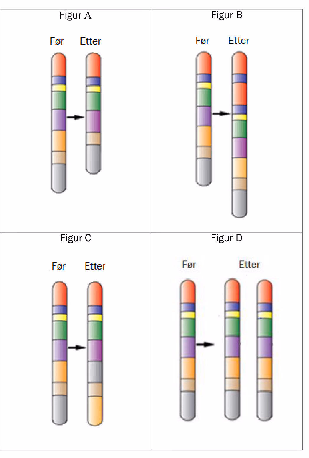 Fire figurer A–D med et kromosom før og etter en endring. A: et segment mangler. B: flere segmenter er satt inn. C: to segmenter har byttet plass. D: kromosomet er kopiert til to like kromosomer