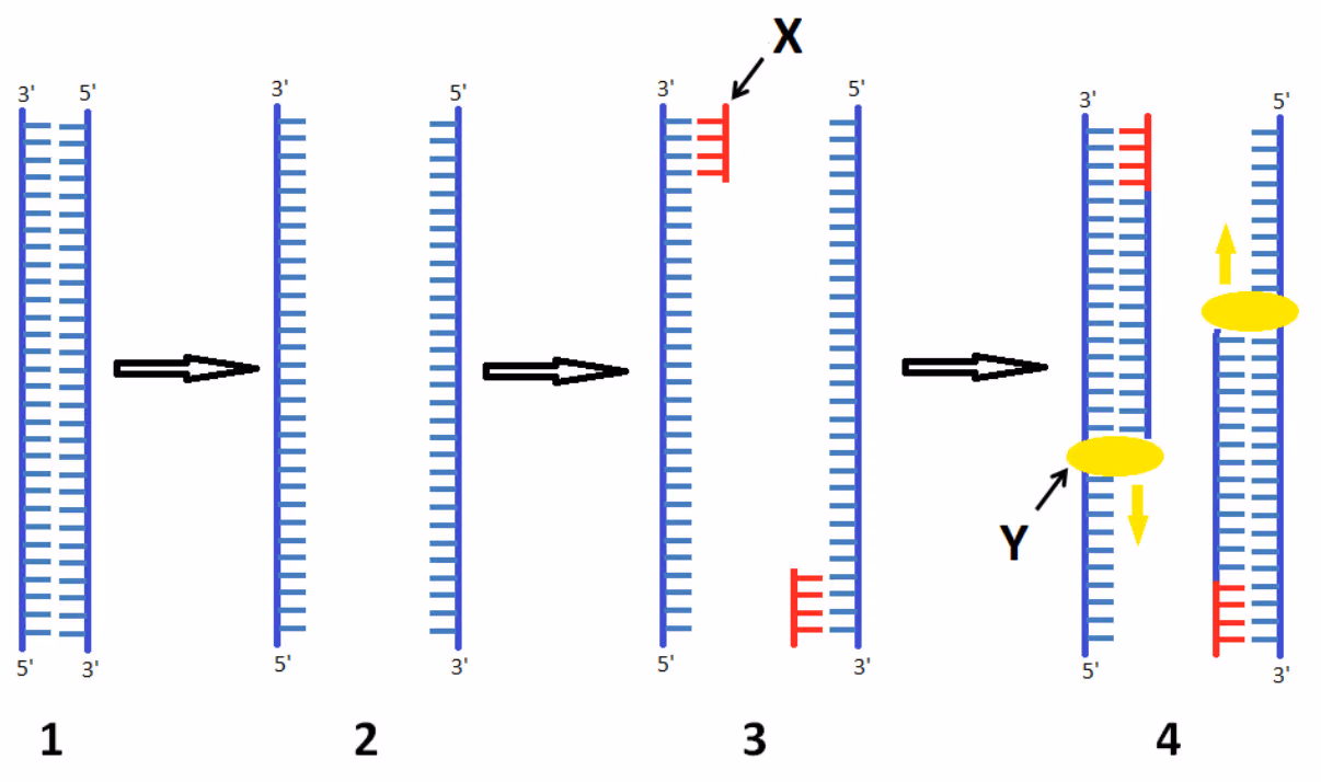 Fire trinn i PCR: 1 dobbelttrådet DNA, 2 trådene skilt, 3 korte røde biter (X) fester seg til enkelttrådene, 4 gule molekyler (Y) forlenger de nye trådene