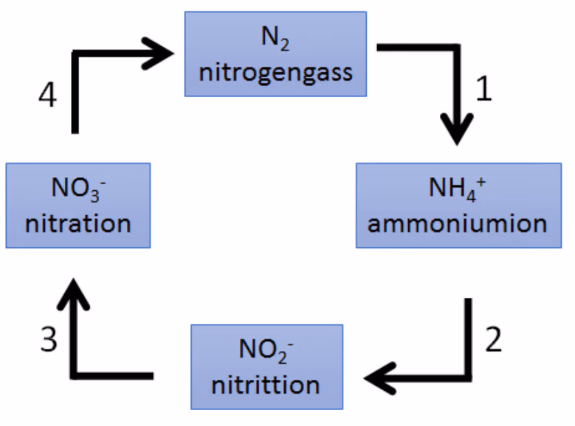 Nitrogenkretsløp: N₂ nitrogengass til NH₄⁺ ammoniumion (trinn 1), til NO₂⁻ nitrittion (trinn 2), til NO₃⁻ nitration (trinn 3) og tilbake til N₂ nitrogengass (trinn 4)