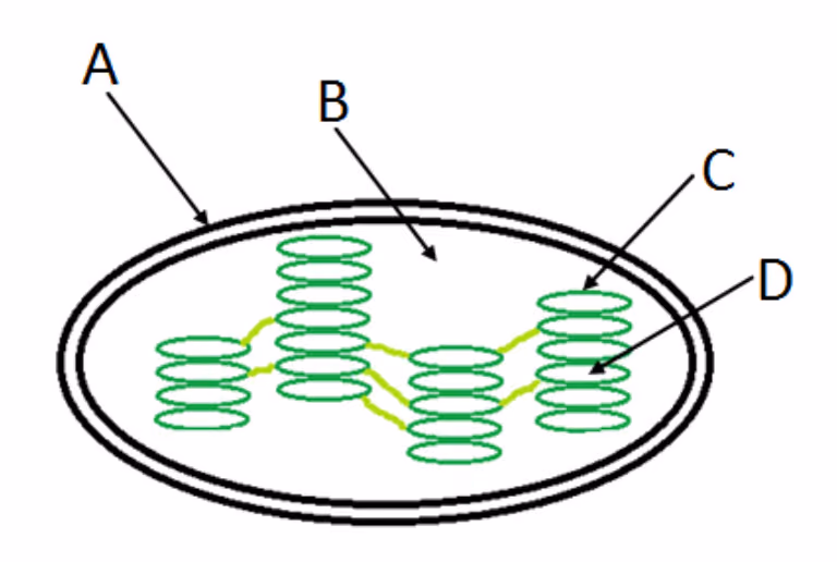 Kloroplast med pilene A (ytre membran), B (stroma), C (tylakoidmembran) og D (inne i en tylakoid)