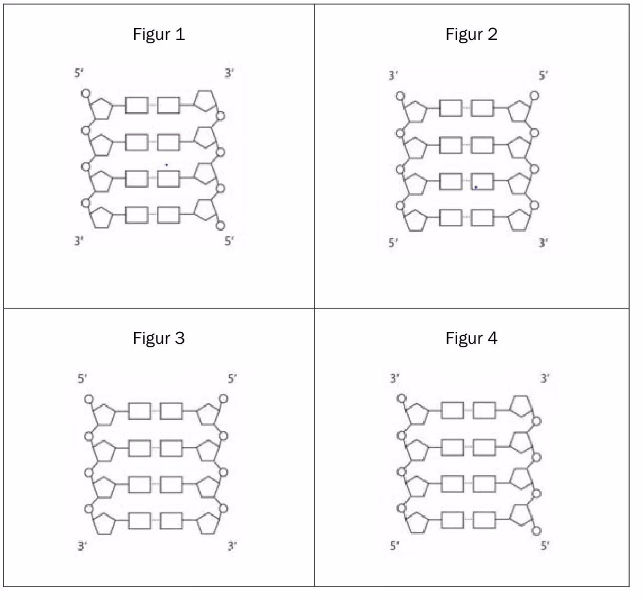 Fire skjematiske figurer (figur 1–4) av et utsnitt av et DNA-molekyl med ulik plassering av 5′- og 3′-endene og fosfatgruppene