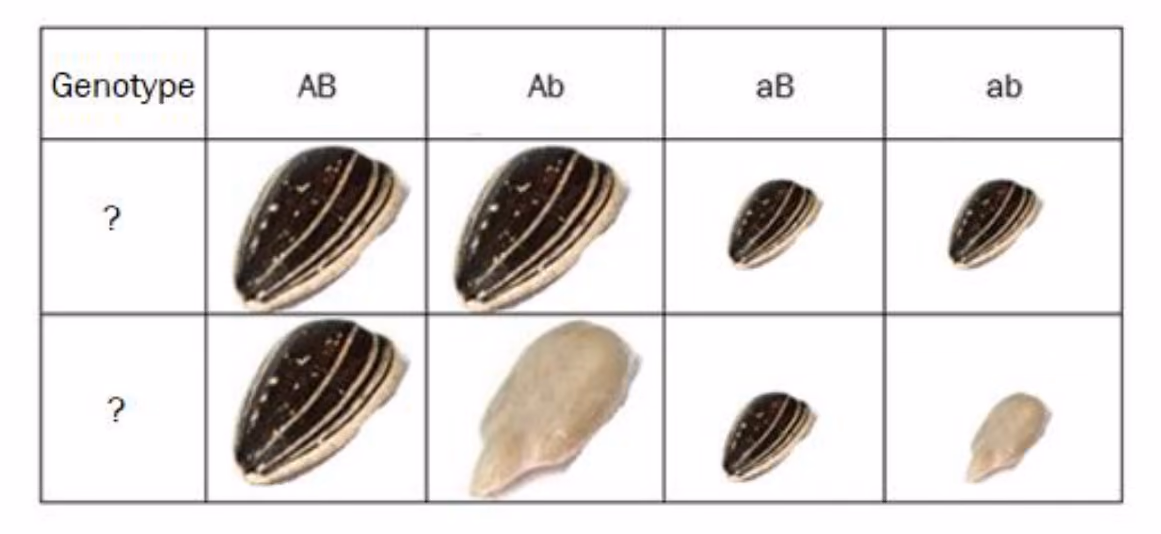 Tabell med gametene AB, Ab, aB og ab fra den ene planten og to rader med ukjent genotype (?). Øverste rad: store stripete, store stripete, små stripete og små stripete frø. Nederste rad: store stripete, store frø uten striper, små stripete og små frø uten striper