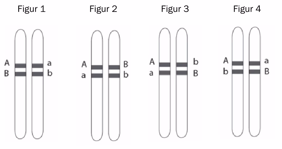Fire kromosompar. Figur 1: A og B på det ene kromosomet, a og b på det andre. Figur 2: A og a på det ene, B og b på det andre. Figur 3: A og a på det ene, b og B på det andre. Figur 4: A og b på det ene, a og B på det andre