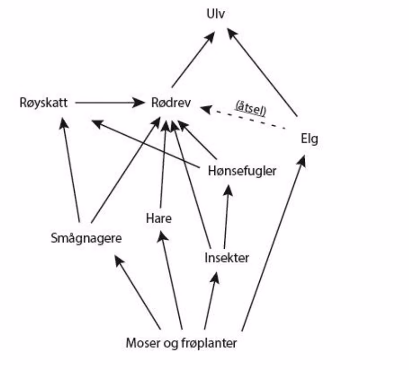 Næringsnett med moser og frøplanter nederst, smågnagere, hare, insekter, hønsefugler og elg, røyskatt og rødrev, og ulv øverst. Rødrev spiser også åtsel av elg