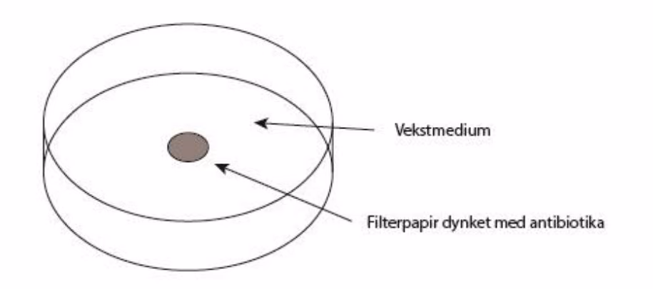 Petriskål med vekstmedium og et filterpapir dynket med antibiotika i midten