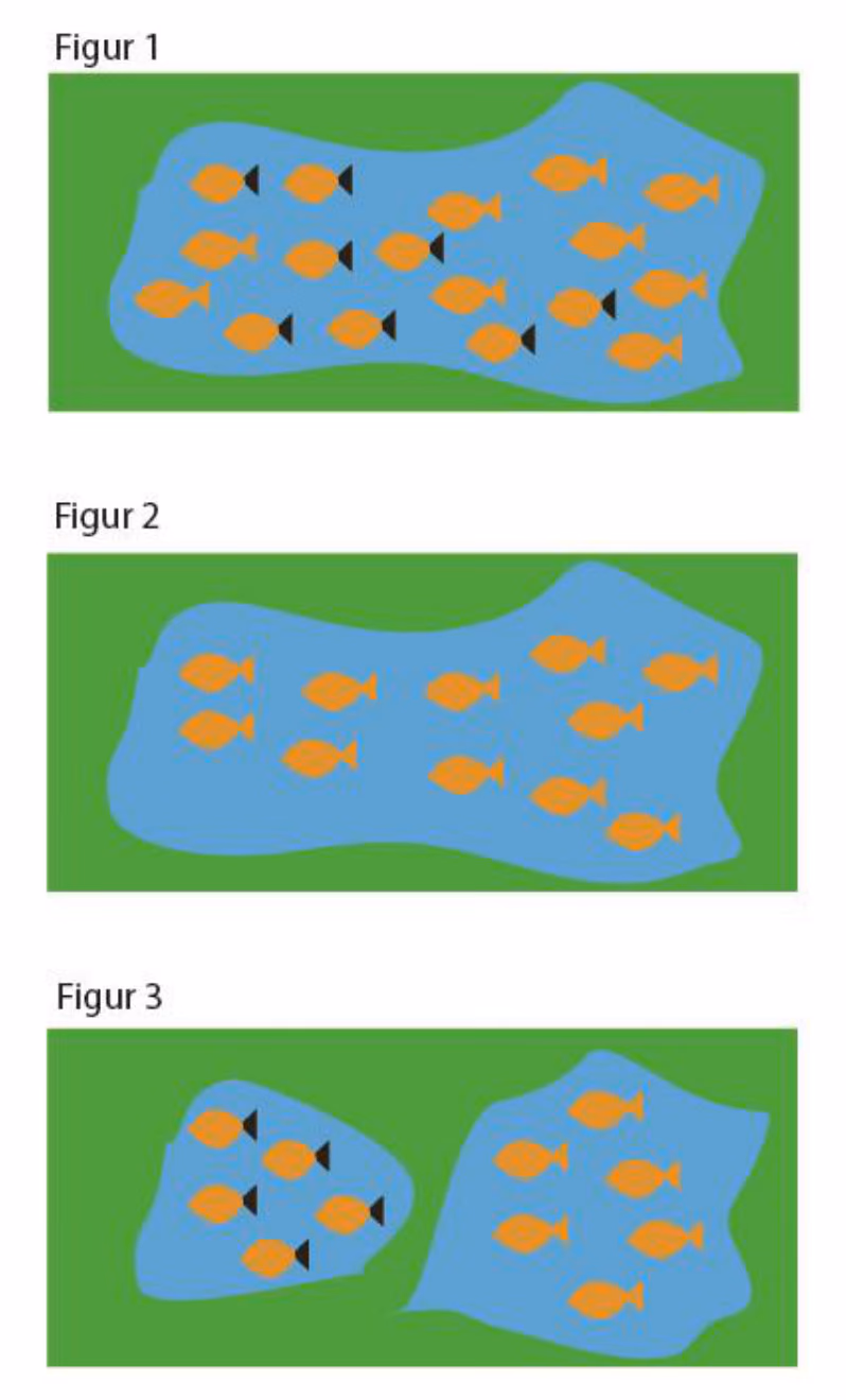 Figur 1: én innsjø med fisk med og uten svart hale. Figur 2: én innsjø der ingen fisk har svart hale. Figur 3: to adskilte innsjøer, der alle fiskene i den ene har svart hale og ingen i den andre