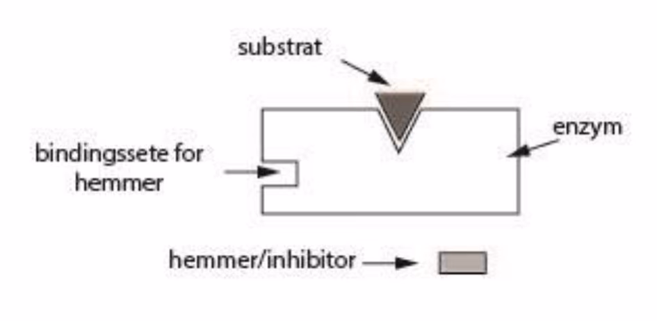 Enzym med aktivt sete for substratet og et eget bindingssete for hemmeren, og en hemmer/inhibitor ved siden av