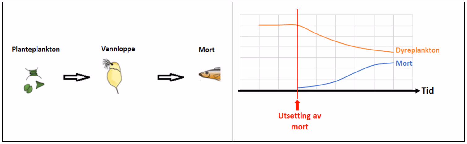 Næringskjede i et vann (til venstre) og grafisk framstilling av mengden mort og dyreplankton (til høyre).