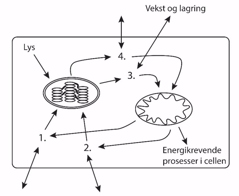 Plantecelle med kloroplast og mitokondrium. Stoffene 1–4 går mellom organellene, cellens omgivelser, vekst og lagring og energikrevende prosesser i cellen