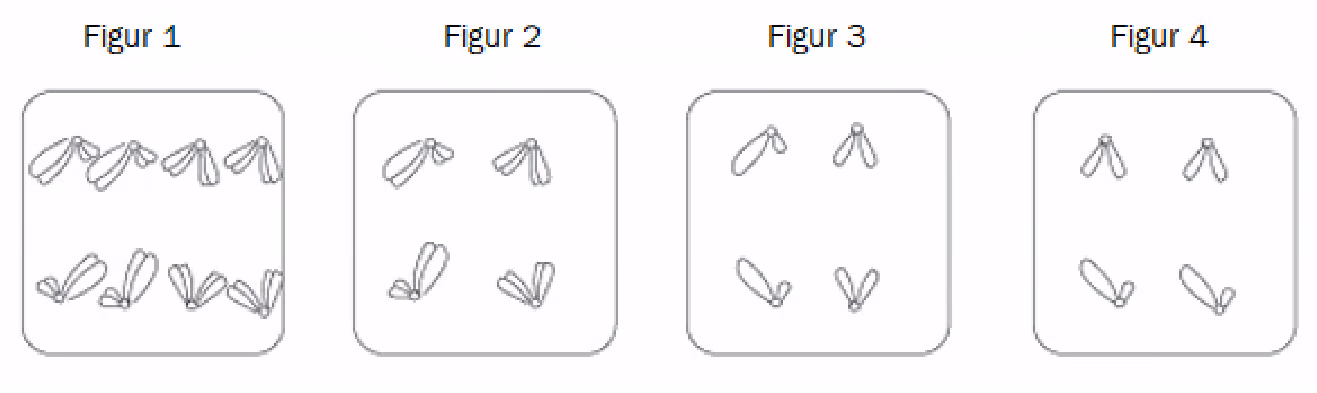 Fire figurer av celler i anafase: figur 1 med fire kromosompar mot hver pol, figur 2 med to kromosompar mot hver pol, figur 3 og 4 med to kromosomer mot hver pol