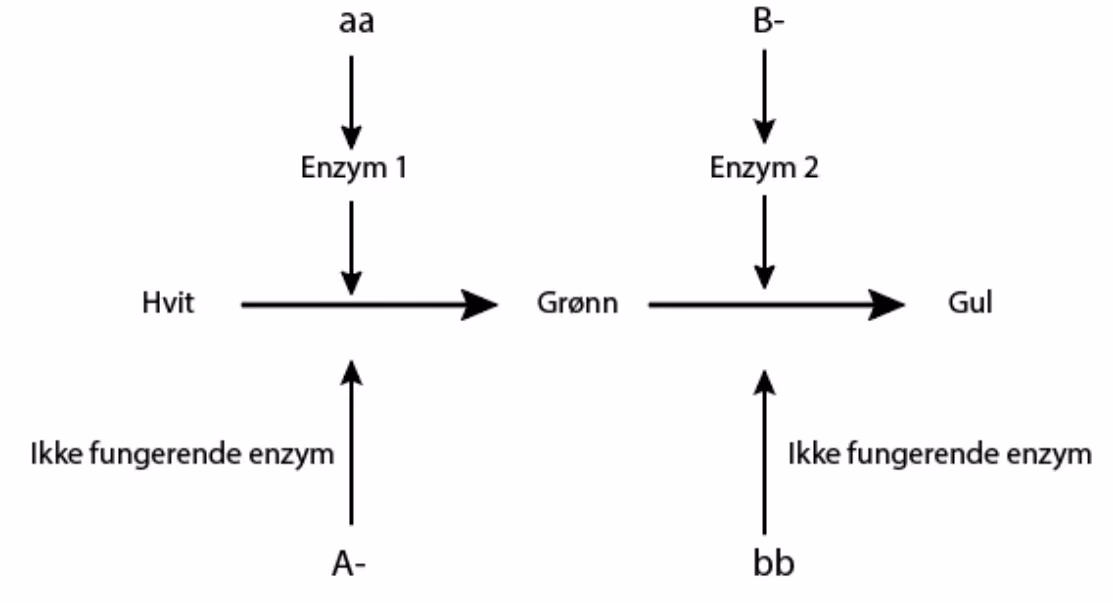 aa gir enzym 1 som omdanner hvit til grønn, og B- gir enzym 2 som omdanner grønn til gul. A- og bb gir ikke fungerende enzym