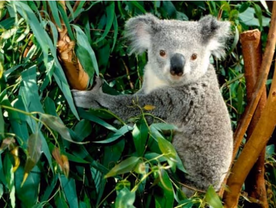 Koala i et eukalyptustre