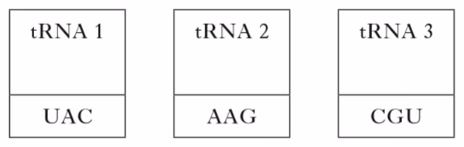 Tre tRNA-molekyler med antikodonene UAC, AAG og CGU