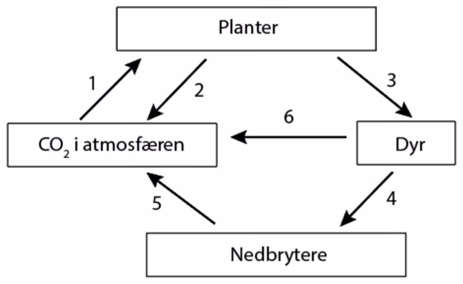 Karbonets kretsløp med planter, dyr, nedbrytere og CO2 i atmosfæren, og pilene 1–6