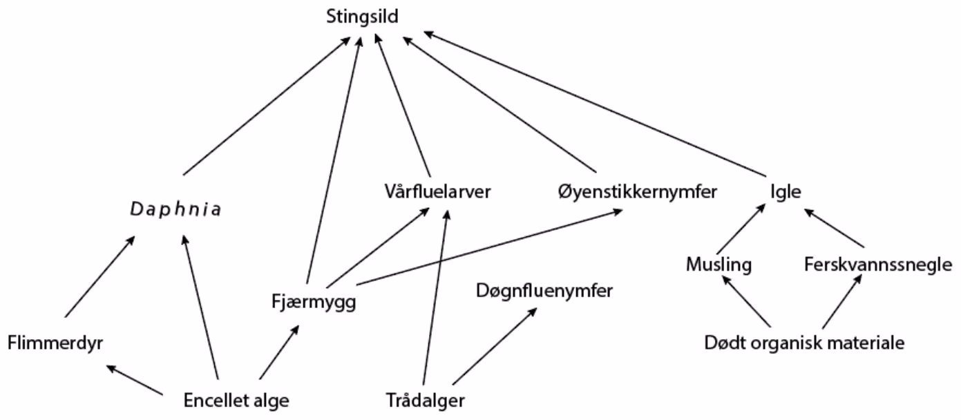 Næringsnett i ferskvann med stingsild, Daphnia, vårfluelarver, øyenstikkernymfer, igle, musling, ferskvannssnegle, fjærmygg, døgnfluenymfer, flimmerdyr, encellet alge, trådalger og dødt organisk materiale