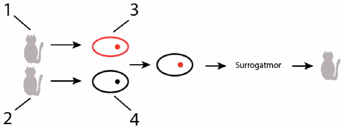 Reproduktiv kloning: to katter (1 og 2), to celler (3 og 4), en celle med rød cellekjerne, surrogatmor og en kattunge