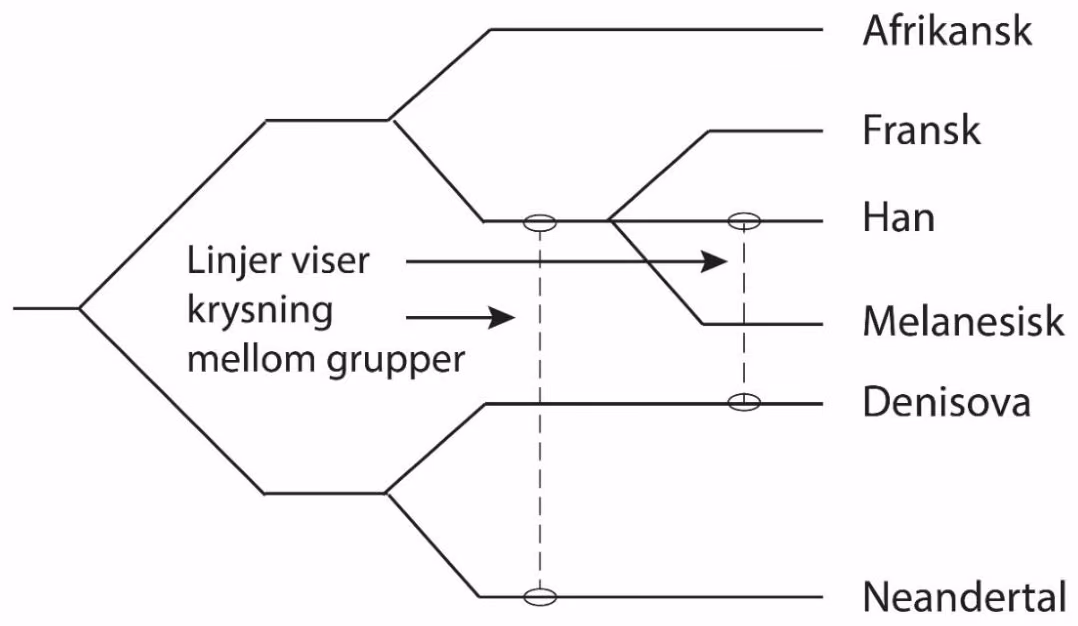 Slektskapstre for gruppene afrikansk, fransk, han, melanesisk, Denisova og neandertal, med stiplede linjer som viser krysning mellom grupper