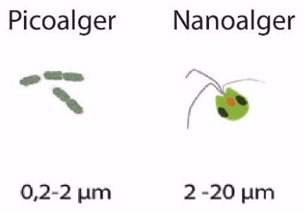 Gruppering av alger etter størrelse. Enheten er µm, mikrometer.