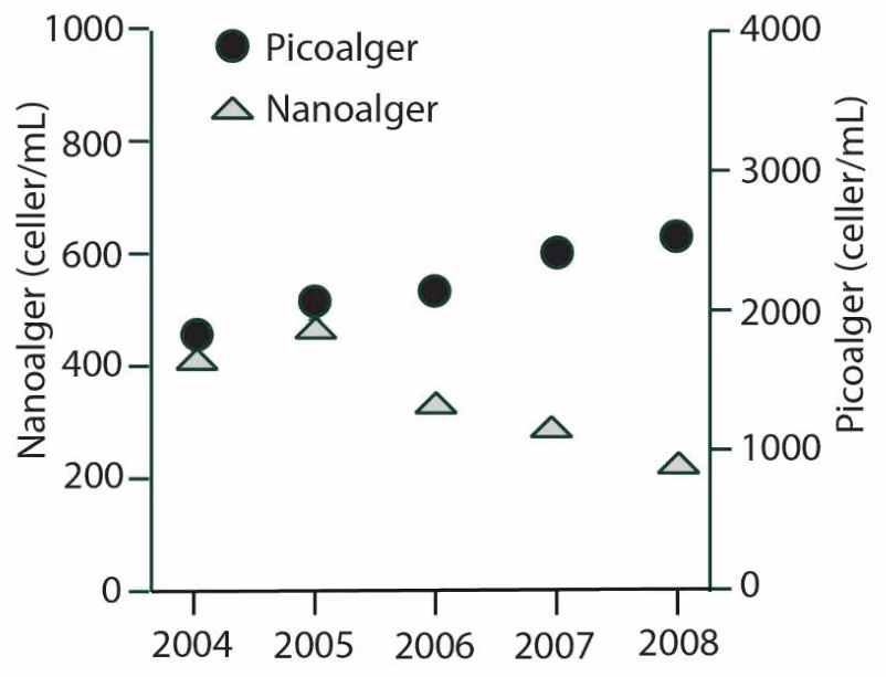 Tettheten av nano- og picoalger i perioden 2004–2008.