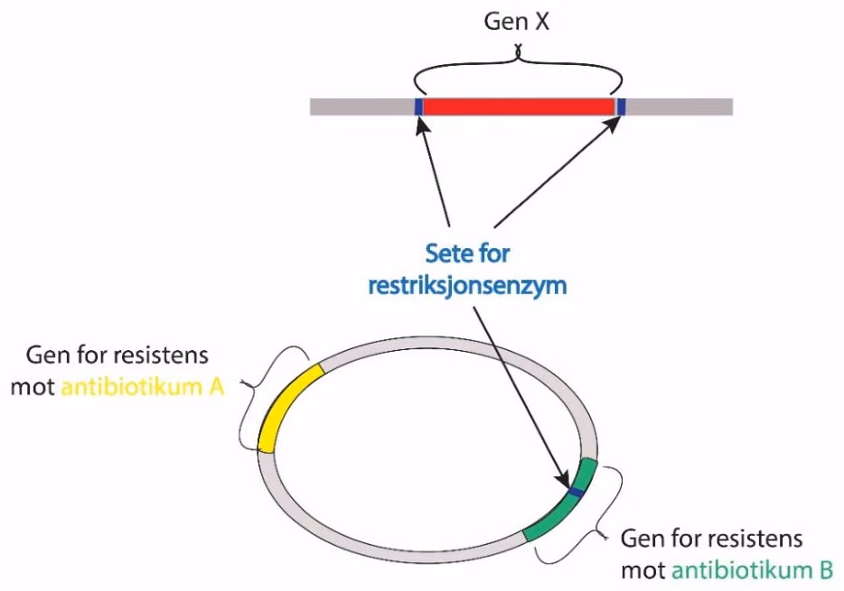 Plasmid med gen for antibiotikum A og antibiotikum B, gen X som skal settes inn, og sete for restriksjonsenzymet.