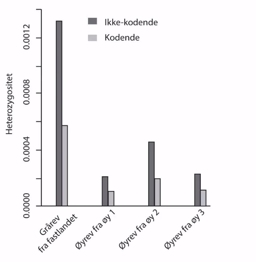 Heterozygositet i kodende og ikke-kodende DNA beregnet for fire rever fra fire populasjoner