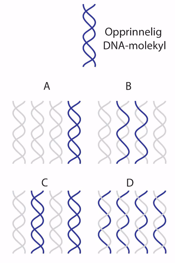 Opprinnelig DNA-molekyl og fire alternativer (A–D) med opprinnelige (blå) og nye (grå) DNA-tråder etter to kopieringer