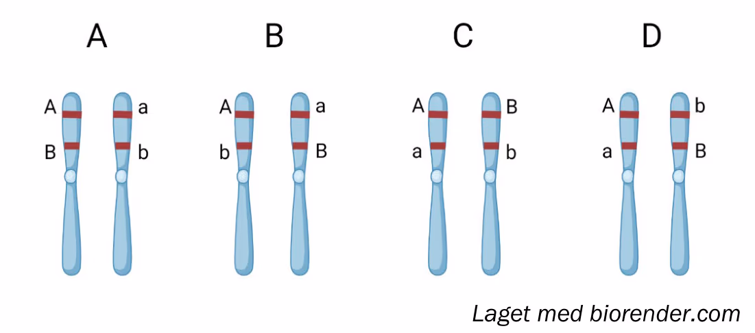Fire kromosompar (A–D) med ulik plassering av allelene A, a, B og b